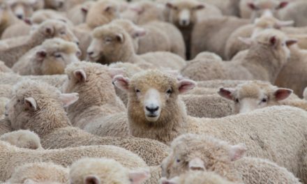 What Christians Can Learn from Sheep