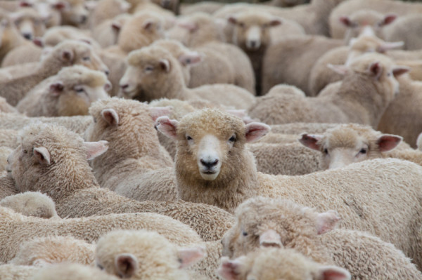 What Christians Can Learn from Sheep